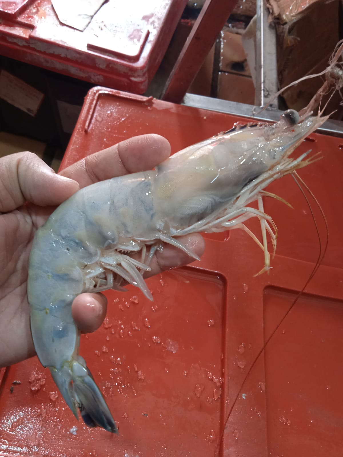 MARISCOS Y CEVICHES DE MAZATLAN