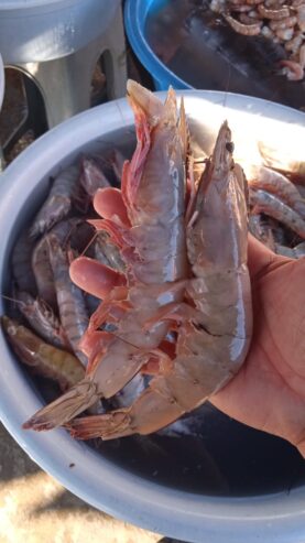 MARISCOS Y CEVICHES DE MAZATLAN